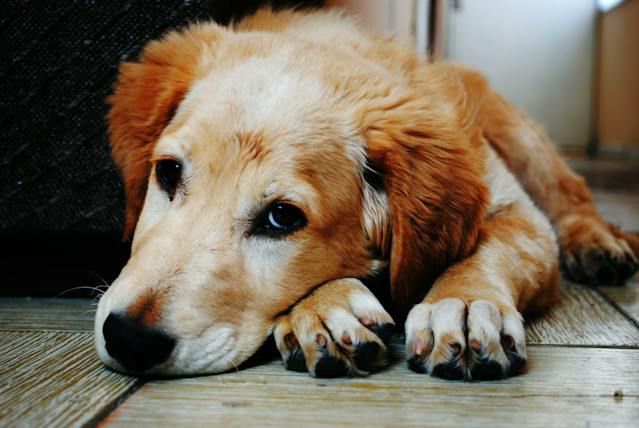 Die Grünlippmuschel - Natürliche Unterstützung für die Gelenkgesundheit von Hunden